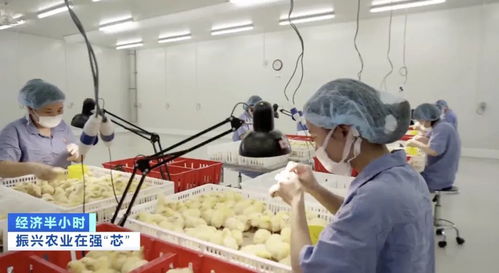 本土豬種瀕危 '二師兄'去哪兒了？農作物種子經營的警示