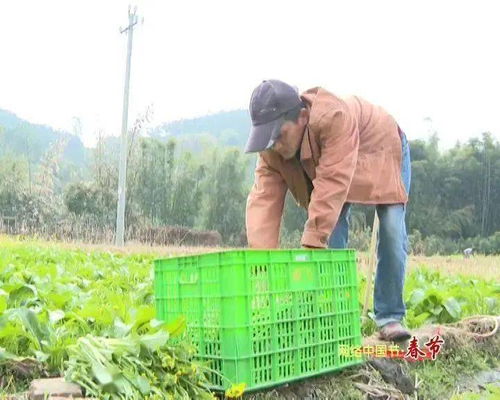 新春走基層 | 高要農技員田間解民憂 農作物生病不用愁，種子經營保豐收