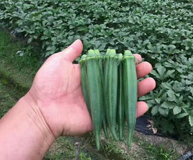 優(yōu)質(zhì)蔬菜種子種苗批發(fā)指南 聚焦山東萊陽一品蔬菜開發(fā)中心